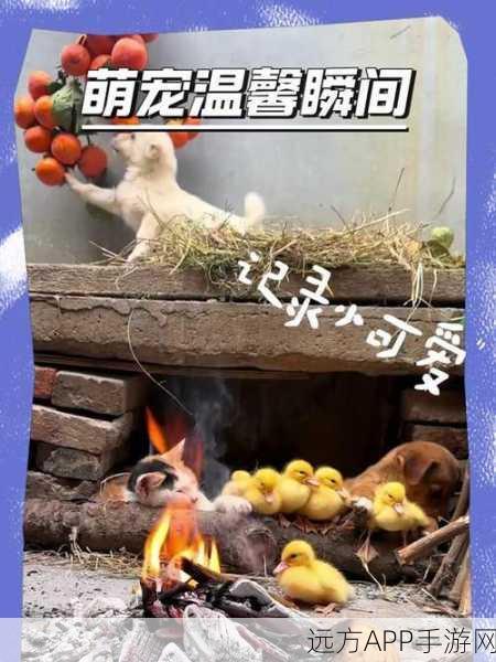 萌宠治愈新体验，猫猫事业大亨养成游戏深度解析