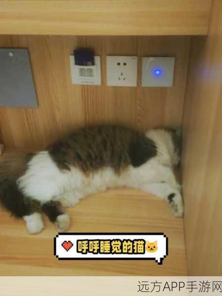 以闪亮之名，夜猫猫出没指南，刷新时间与位置全解