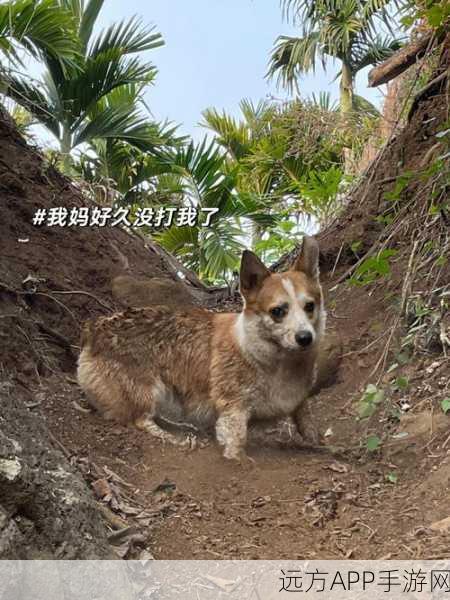 开心来找茬，男友和狗关卡的致胜秘诀