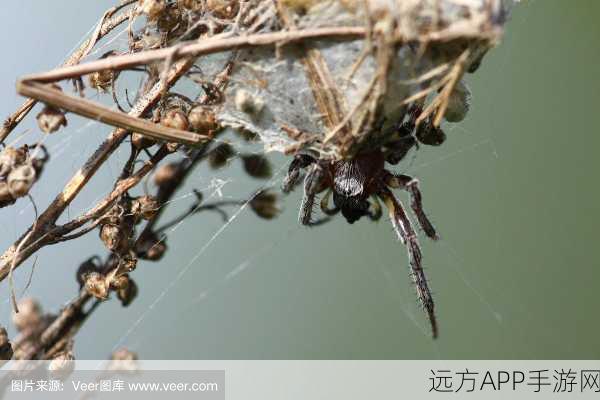 蜘蛛巢穴，自由探索冒险新纪元，挑战无尽蛛网迷宫