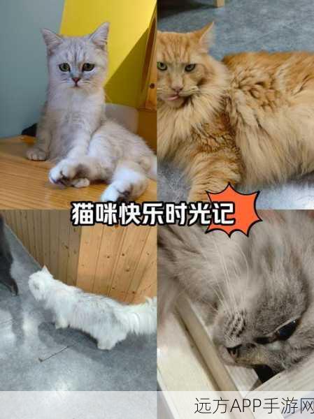 萌宠相伴，乐享休闲时光，和猫咪一起玩游戏深度体验报告