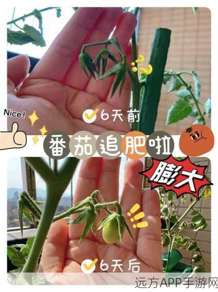 诺弗兰物语，番茄种植与获取秘籍大揭秘