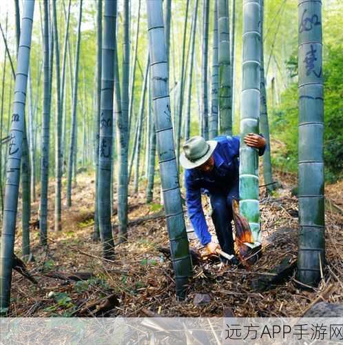 对马岛之魂砍竹子秘籍，揭秘最佳砍伐地点与技巧