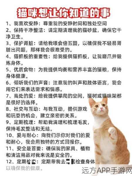 我和我的猫，新手必备的超全攻略秘籍