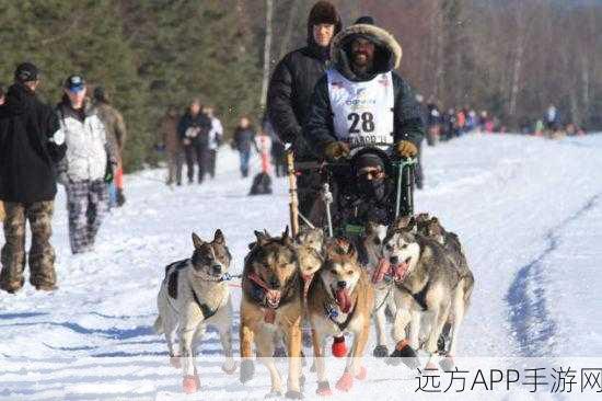 企鹅俱乐部雪橇滑雪赛夺冠秘籍，赛道攻略与技巧大揭秘