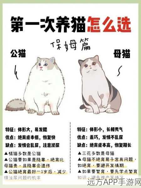 后宫秘史养猫攻略，揭秘如何培育顶级大猫宠物