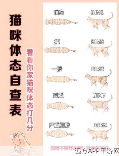 后宫秘史养猫攻略，揭秘如何培育顶级大猫宠物