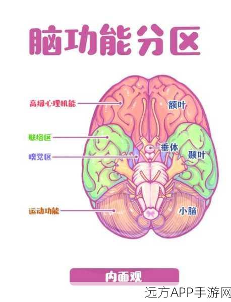 手游玩家必看，揭秘大脑世界模型与快速眼动睡眠对游戏技能的影响