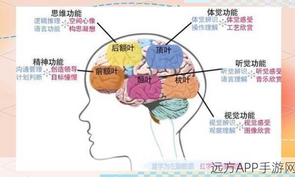 手游玩家必看，揭秘大脑世界模型与快速眼动睡眠对游戏技能的影响