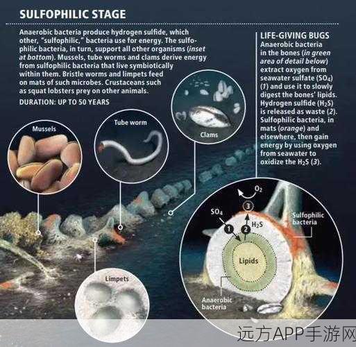 独家揭秘，我们的星球厨具制作大赛全攻略与深度玩法解析