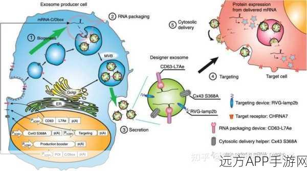 手游科技新突破，生物工程化穹隆体纳米颗粒引领药物递送革命