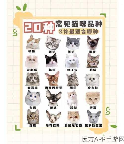 萌宠养成新选择，猫咪的选择游戏下载与玩法全解析