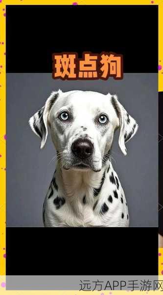 解锁斑点狗秘籍,动物餐厅萌宠收集全攻略