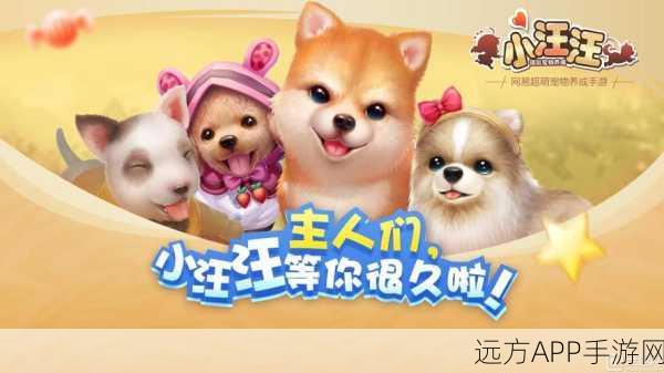 卡通萌宠养成新体验,鸟鸟团团手游深度解析