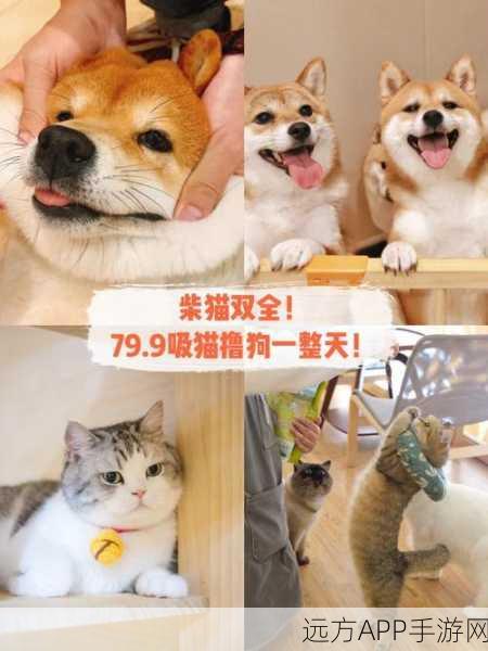萌宠探险新纪元,猫猫森林历险手游深度解析与下载指南