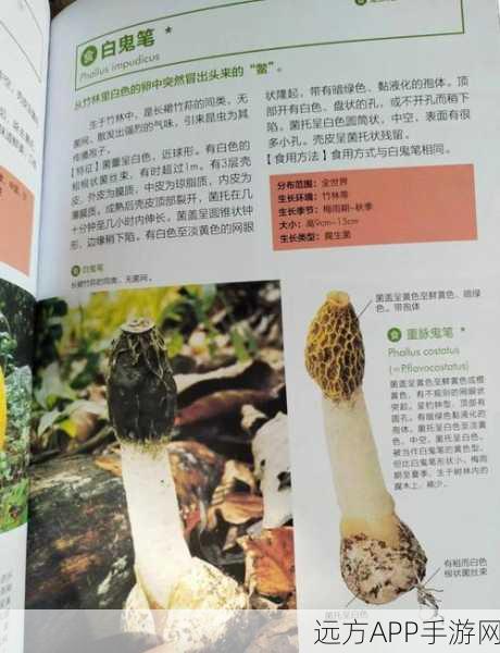 我的世界蘑菇树种植秘籍，打造奇幻森林的必备技巧