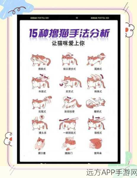 猫之城深度攻略,解锁猫咪养成秘籍,专业技巧与心得大公开