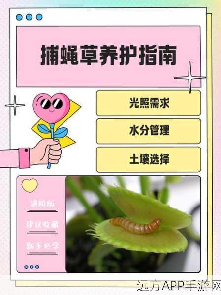 动物森友会高手秘籍，精准捕捉苍蝇技巧大公开，助你赢在夏日游园会！