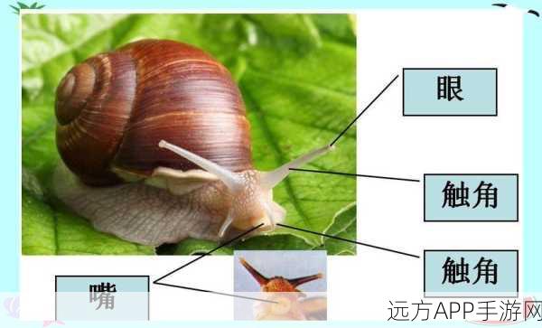 解锁蜗牛石门奥秘,揭秘独特钥匙与潜藏力量的探险之旅