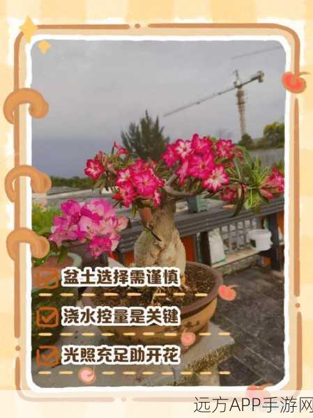 黑色沙漠手游，玫瑰花获取秘籍大公开，多种途径助你轻松收集