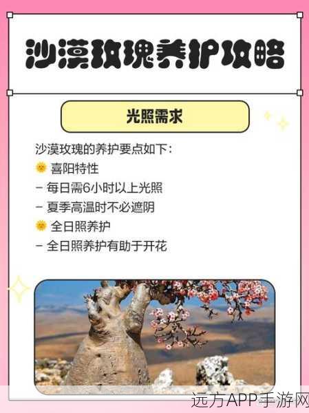 黑色沙漠手游,玫瑰花获取秘籍大公开,多种途径助你轻松收集