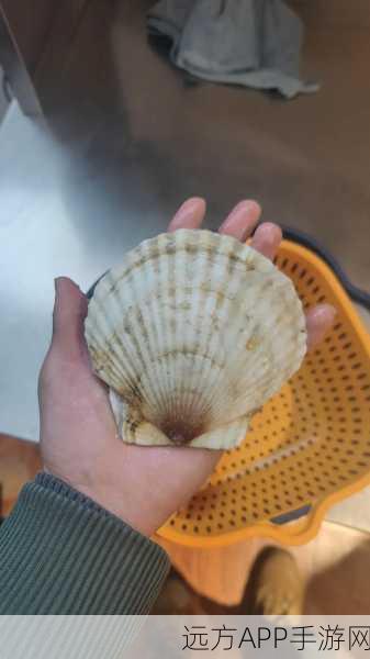一个 上面 下感扇贝:“探索海洋深处:揭开扇贝的上层与下感奥秘”