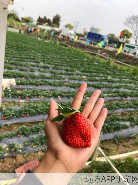 呦呦资讯网草莓视频：全面解析拓展呦呦资讯网草莓视频的独特魅力与优势