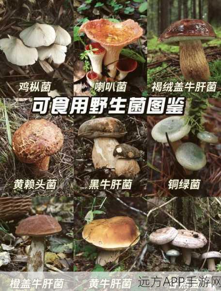 蘑菇51反差：探索蘑菇的奇妙世界：51种反差风格大揭密