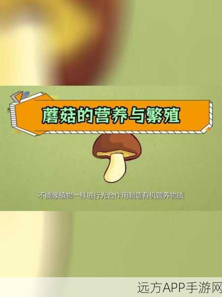 黑料不打烊蘑菇访问安全：拓展黑料不打烊，保障蘑菇访问的安全与顺畅