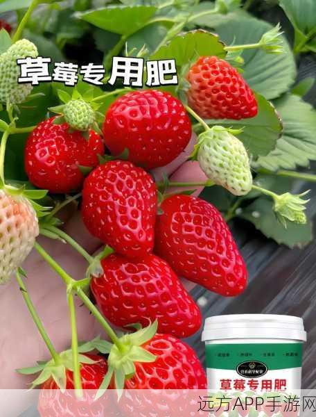 182草莓视频：草莓视频182 🍓