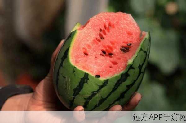 每日大赛吃瓜入口：每日比赛观察入口＂ 🍉