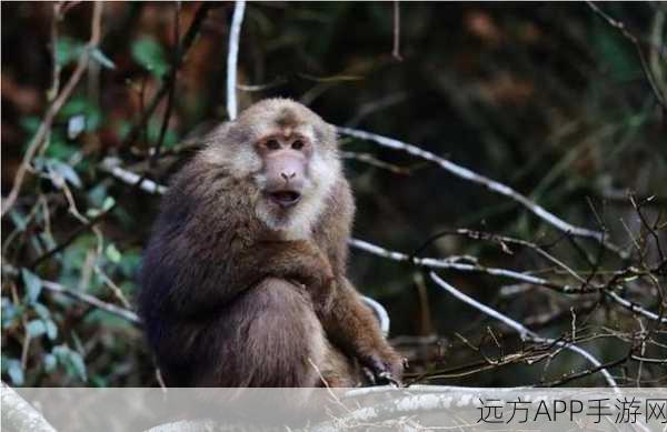 生猴子网站：猴子乐园＂🐒