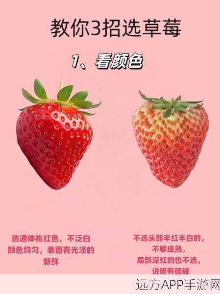 草莓破译版：草莓解密版＂ 🍓