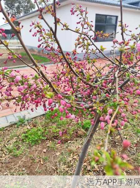 被系统浇灌的日常(双／产)海棠：系统浇灌下的日常盛景(双／产)海棠🌸