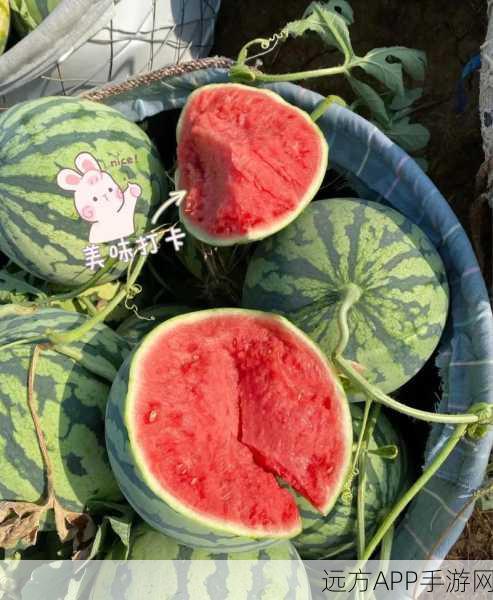 吃瓜网官网：瓜友天地官方网站＂ 🍉