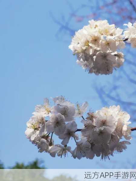 病勤楼栋樱花未增减：病勤楼栋樱花数量保持不变＂🌸