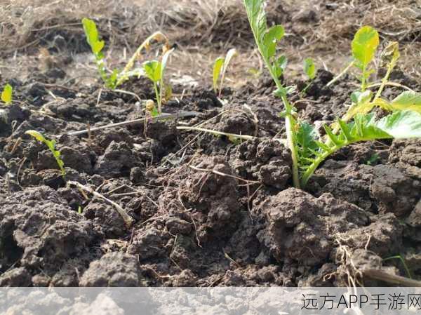 耕种妈妈肥沃的土地美国：在美国耕耘母亲的丰饶之地＂ 🌱