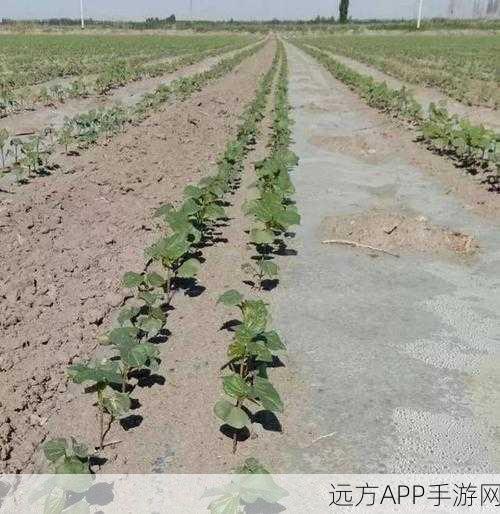 耕种妈妈肥沃的土地美国：在美国耕耘母亲的丰饶之地＂ 🌱