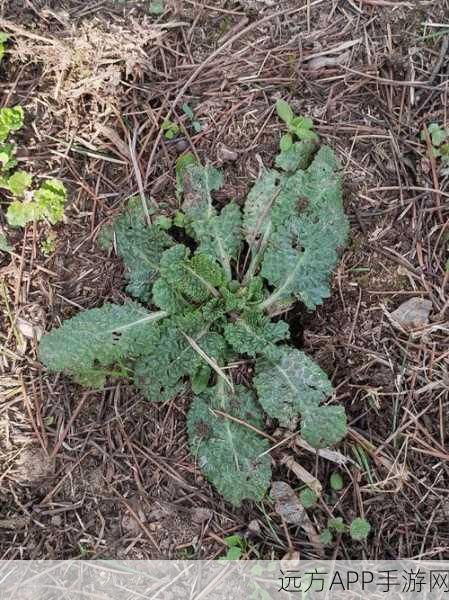 17草区域：17个草地地区＂ 🌿