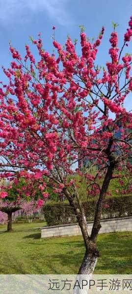 澧色母樱花：樱花的澧色魅力＂🌸