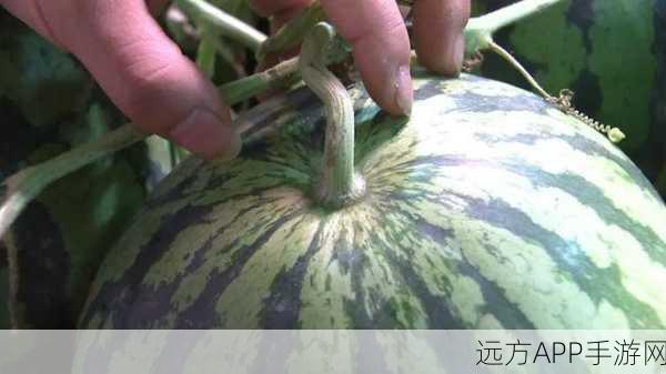 www.51吃瓜黑料：瓜友们的秘密分享＂ 🍉