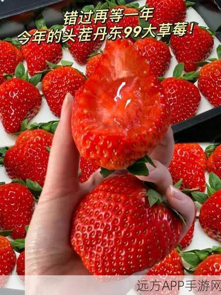 草莓视频污18：草莓视频成人版🍓