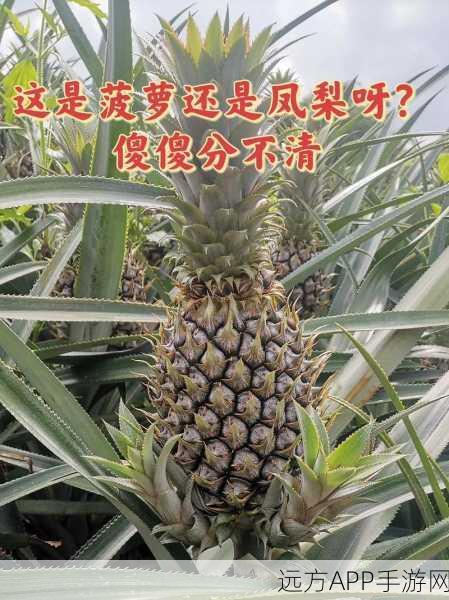 老菠萝混泥视频：混泥土的老菠萝视频＂ 🍍