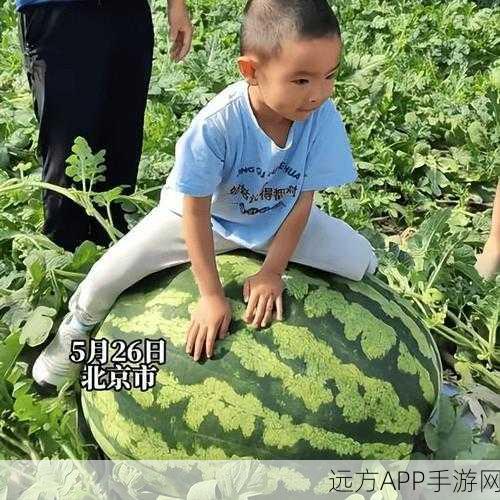 51吃瓜每日大瓜往期回顾：每日大瓜回顾：51吃瓜精彩瞬间梳理 🍉