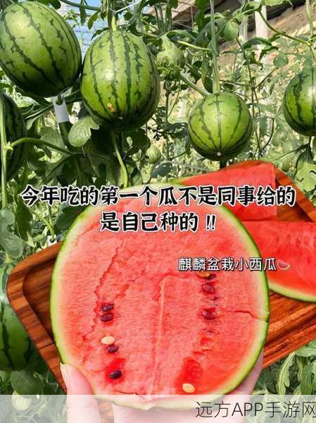 911爆料八卦有理吃瓜无罪：911内幕八卦，吃瓜无罪！🍉