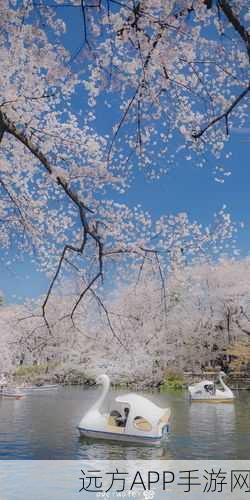 漾出flower樱花有翻译黄：樱花绽放，翻译黄飘逸而出＂ 🌸