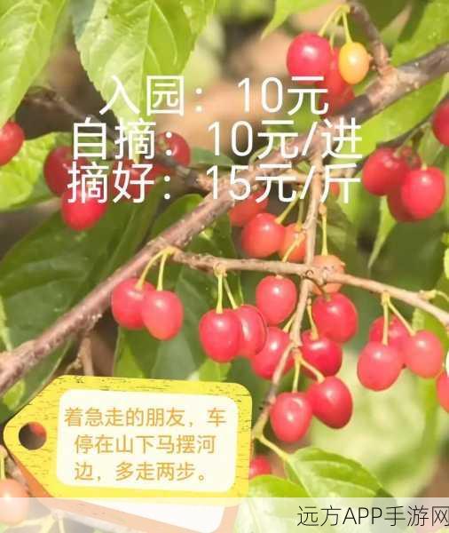 樱桃APP：樱桃软件＂ 🍒