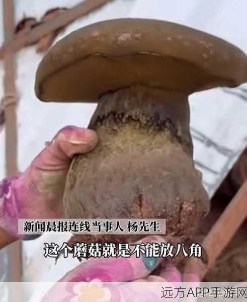 蘑菇视频在线吃瓜：蘑菇视频爆料之旅＂ 🍄