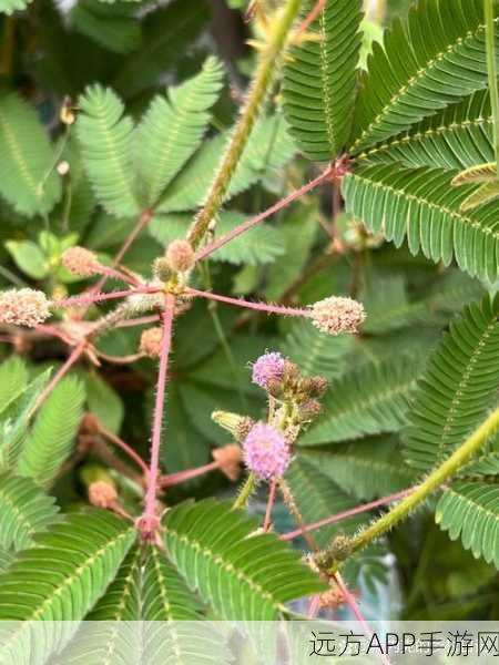 含羞草实验实验究2023：2023年含羞草实验研究＂ 🌱