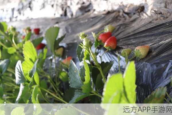 草莓无限观影次数在线观看：草莓畅享无限观影体验在线＂ 🍓